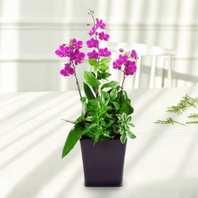 정성꽃배달 만천홍 상품 사진