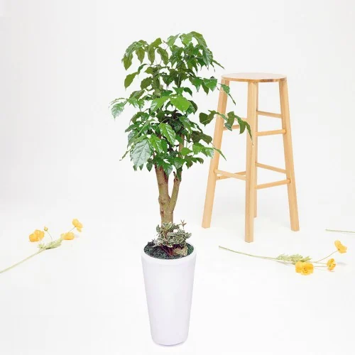 해피트리 상품 사진