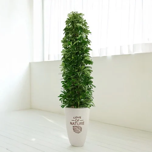 홍콩야자 상품 사진