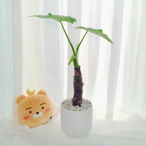 정성꽃배달 알로카시아 소형 상품 사진